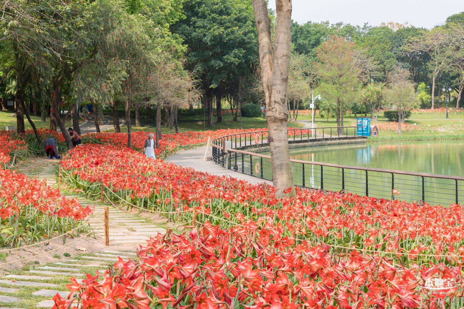 深圳中心公园朱顶红