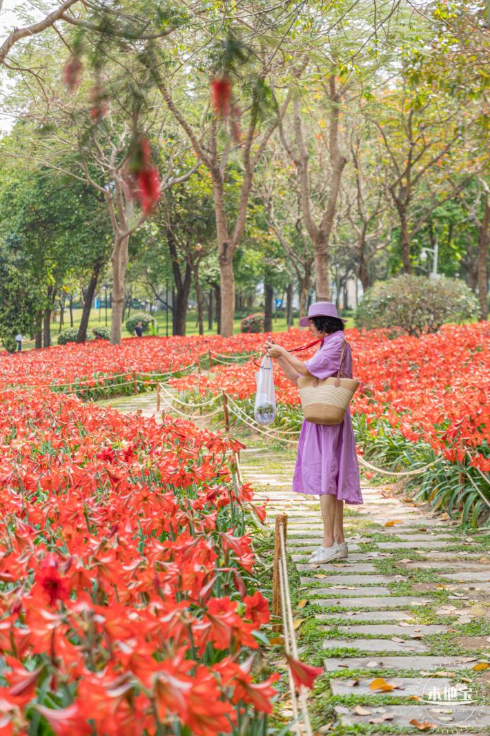 深圳中心公园朱顶红