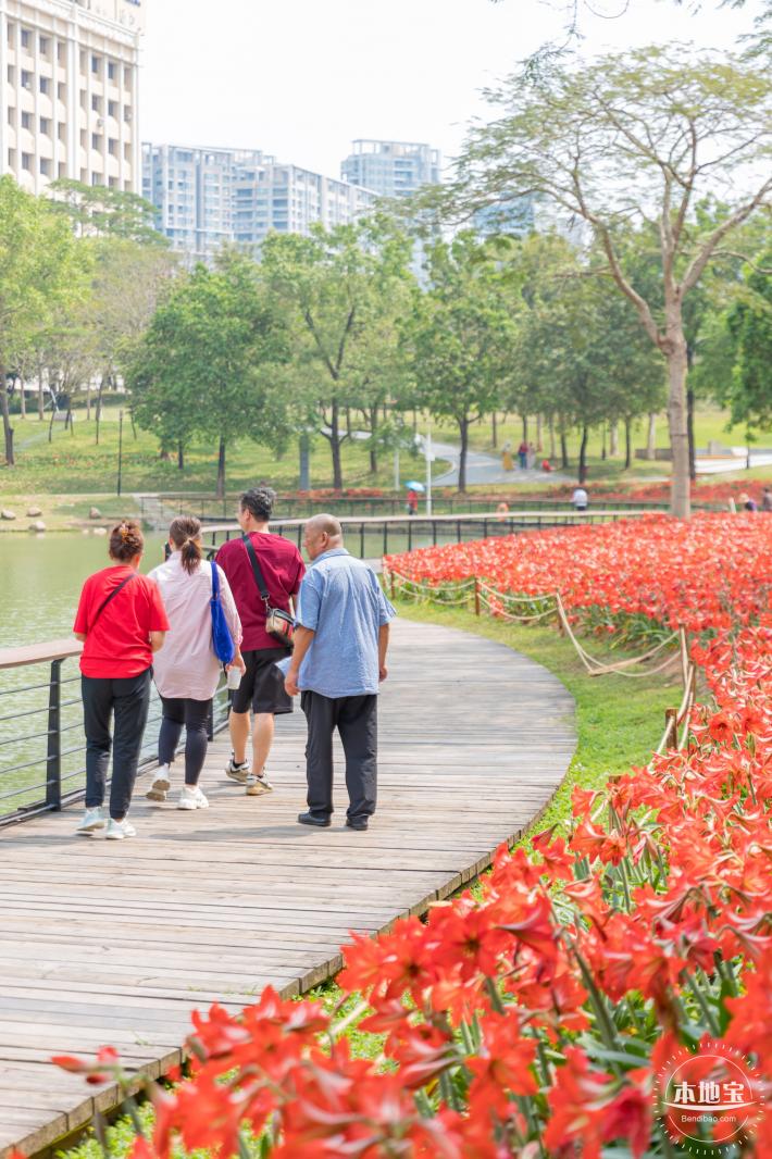 深圳中心公园朱顶红