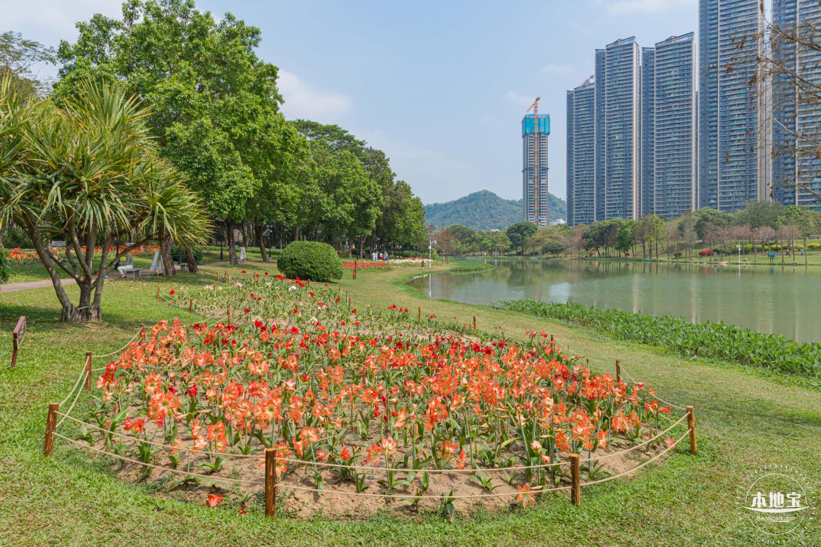 深圳中心公园朱顶红