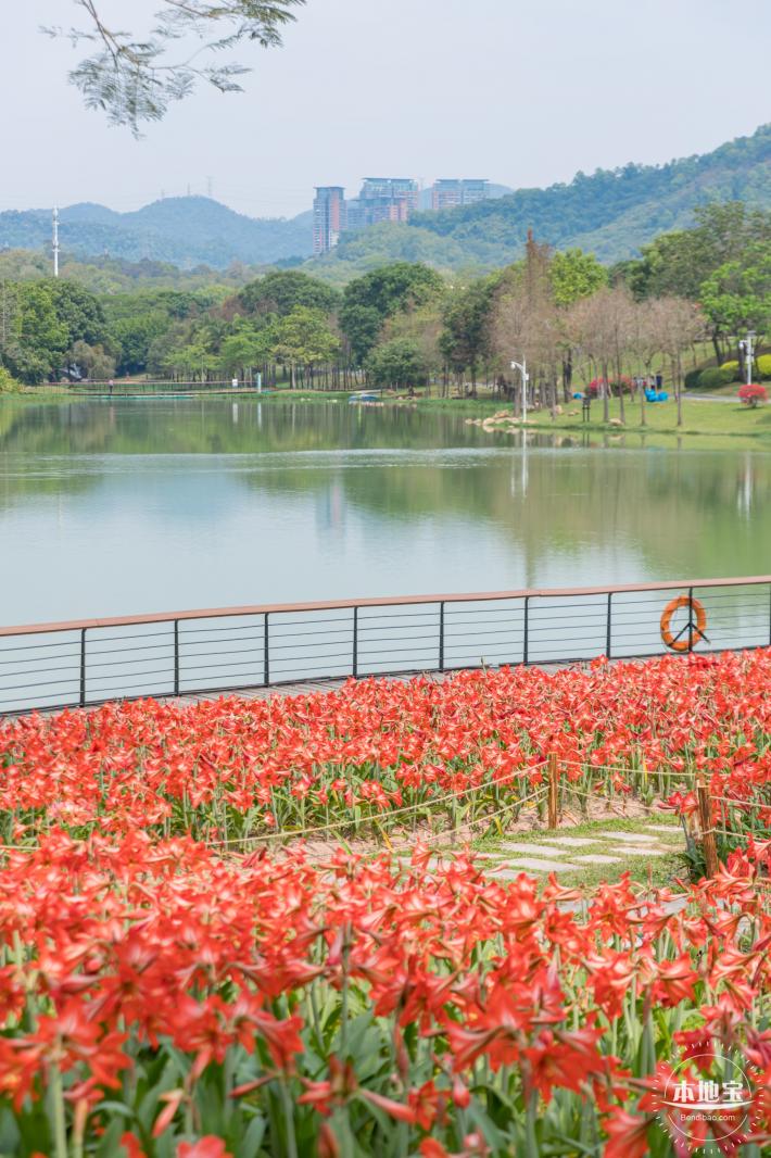 深圳中心公园朱顶红