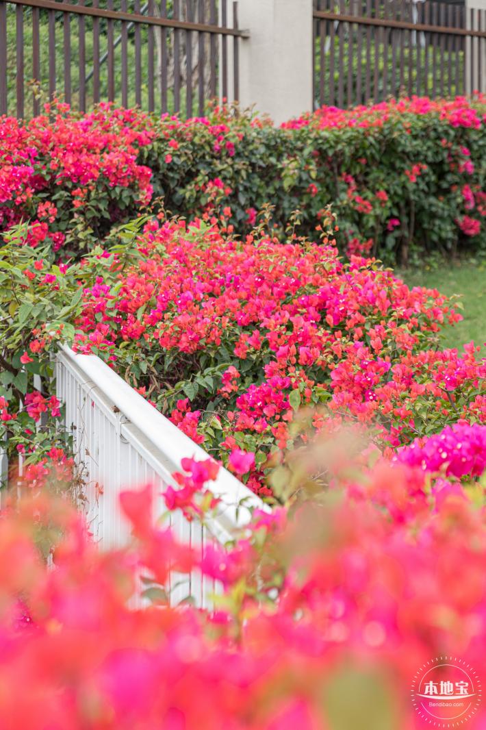 楼村湿地公园油菜花