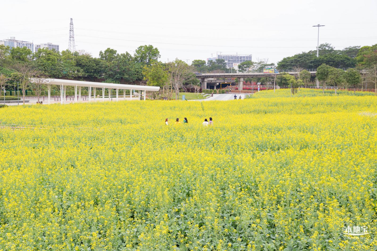 楼村湿地公园油菜花