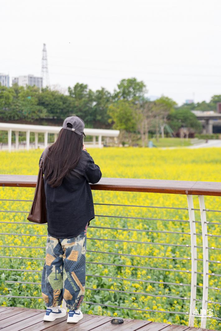 楼村湿地公园油菜花