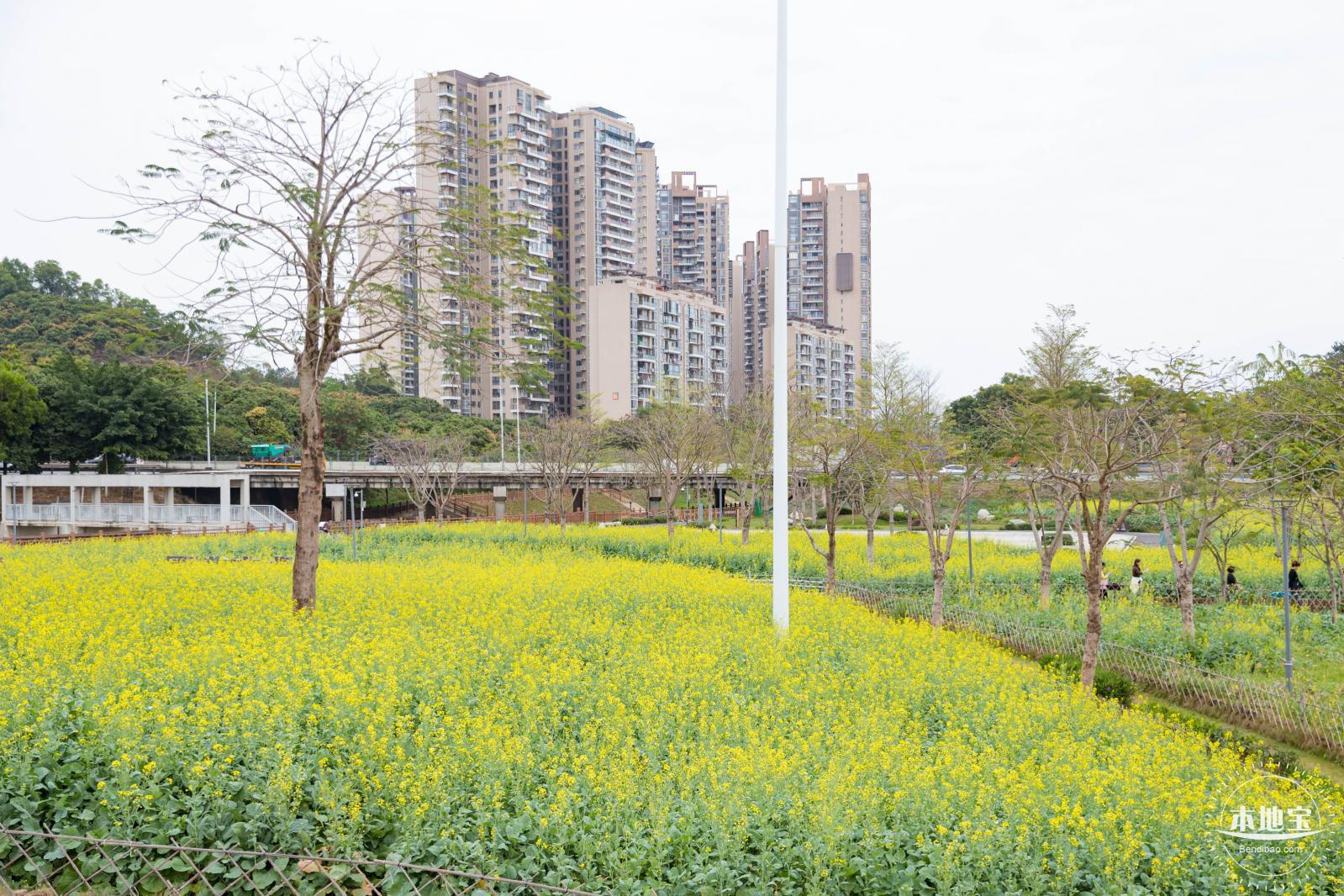 楼村湿地公园油菜花