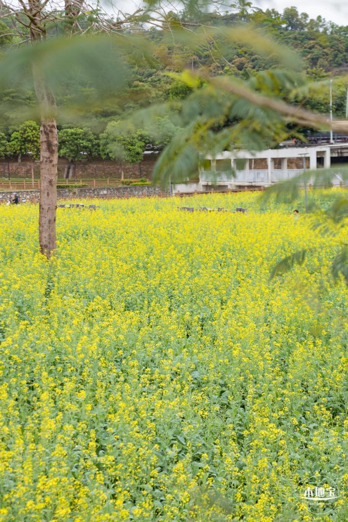 楼村湿地公园油菜花