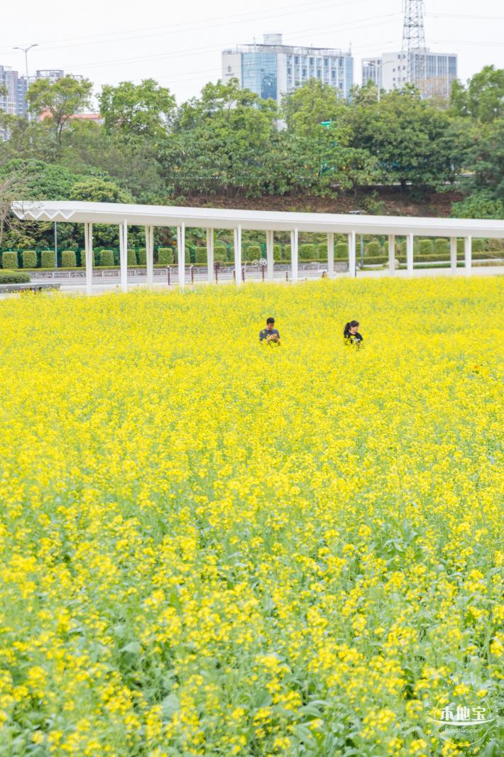 楼村湿地公园油菜花