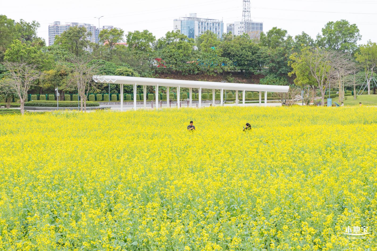 楼村湿地公园油菜花