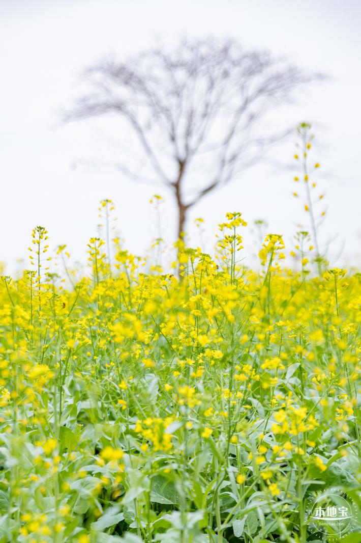 楼村湿地公园油菜花
