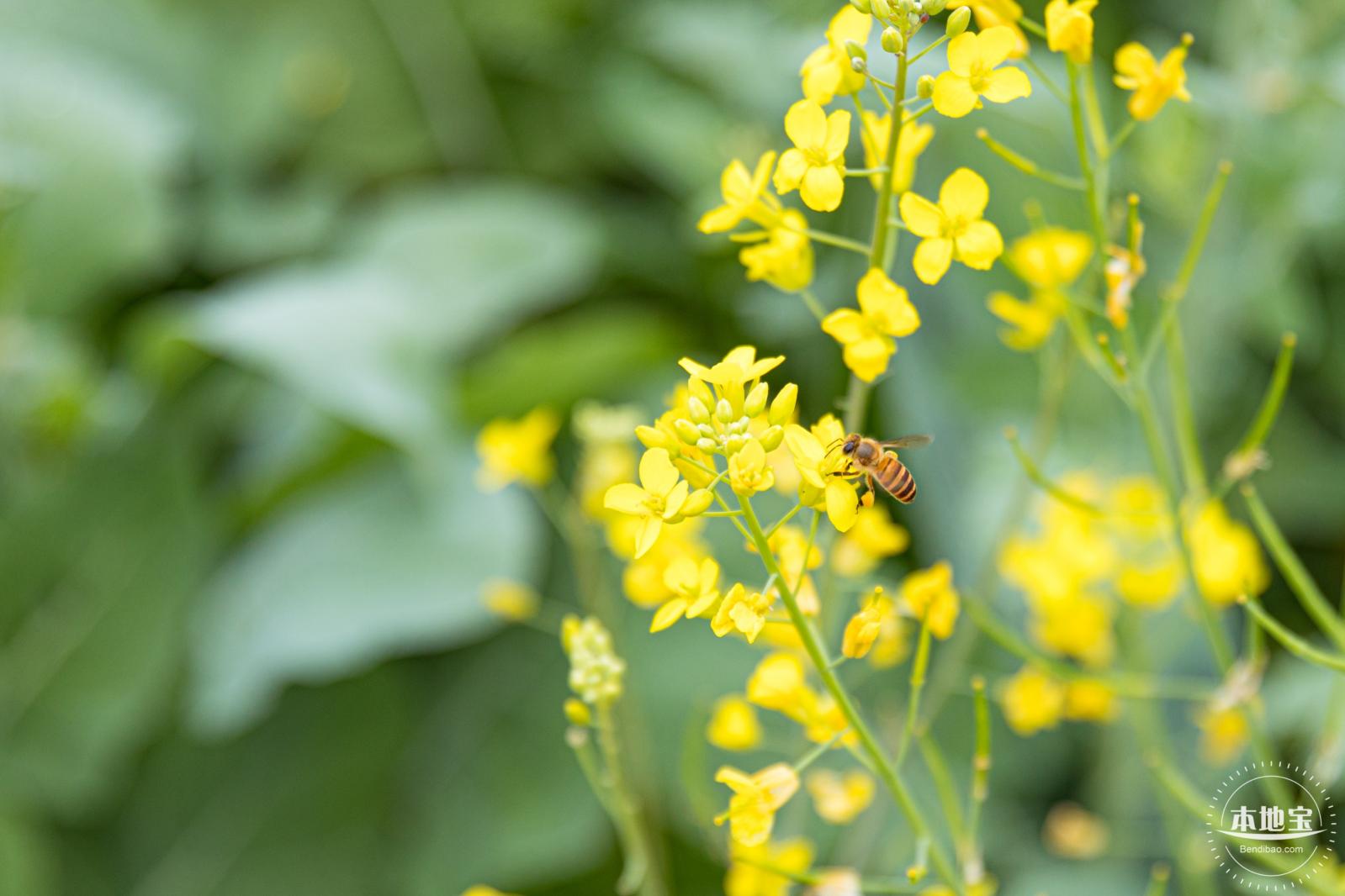 楼村湿地公园油菜花