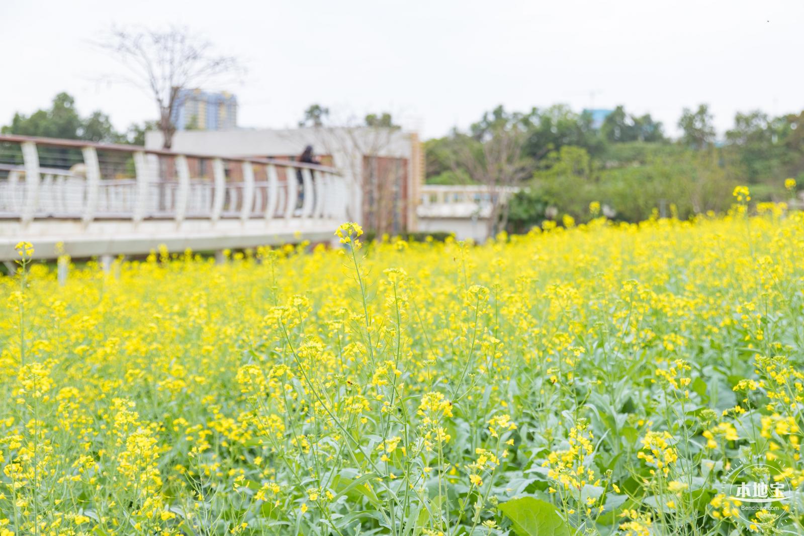 楼村湿地公园油菜花