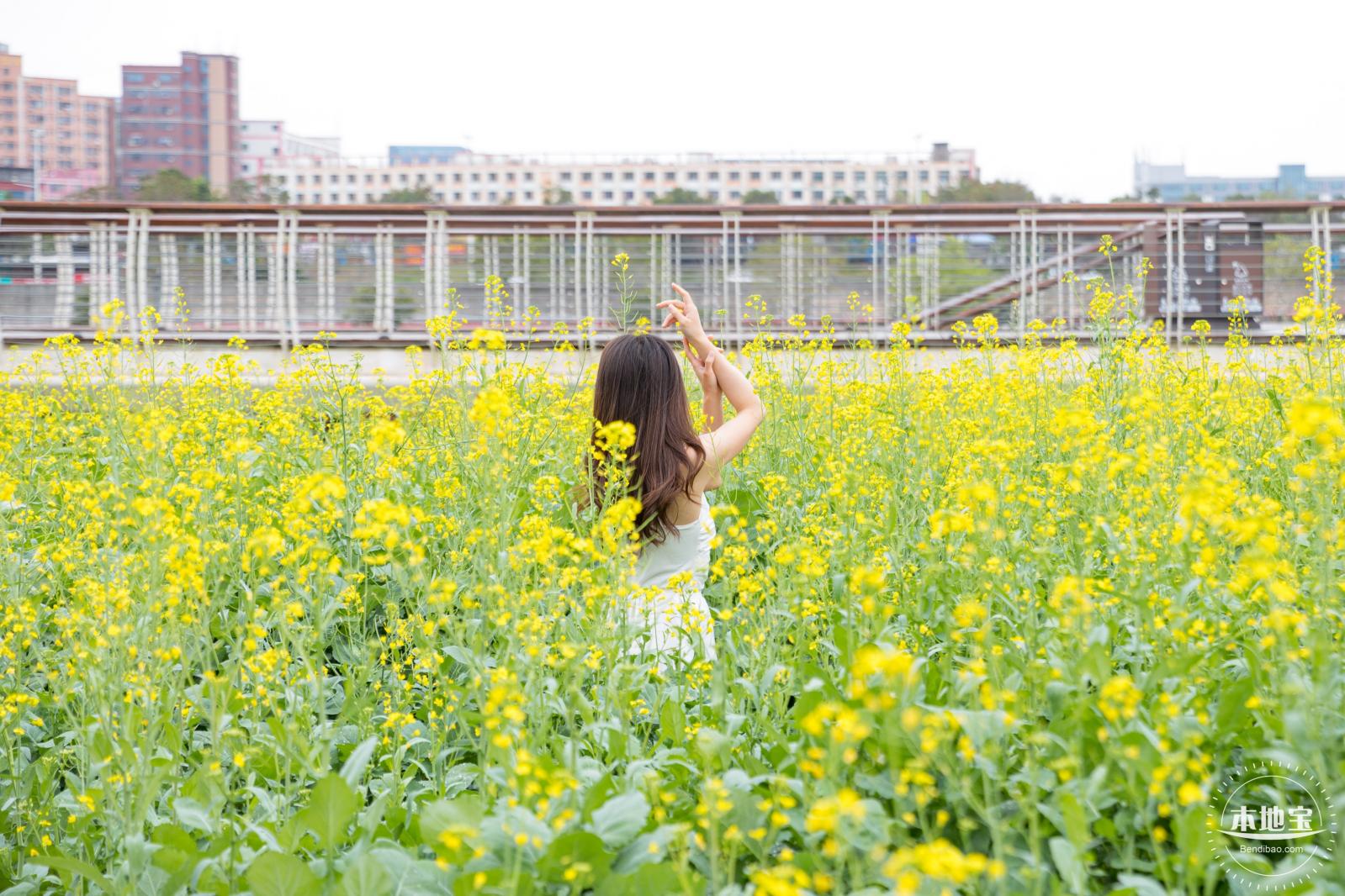 楼村湿地公园油菜花