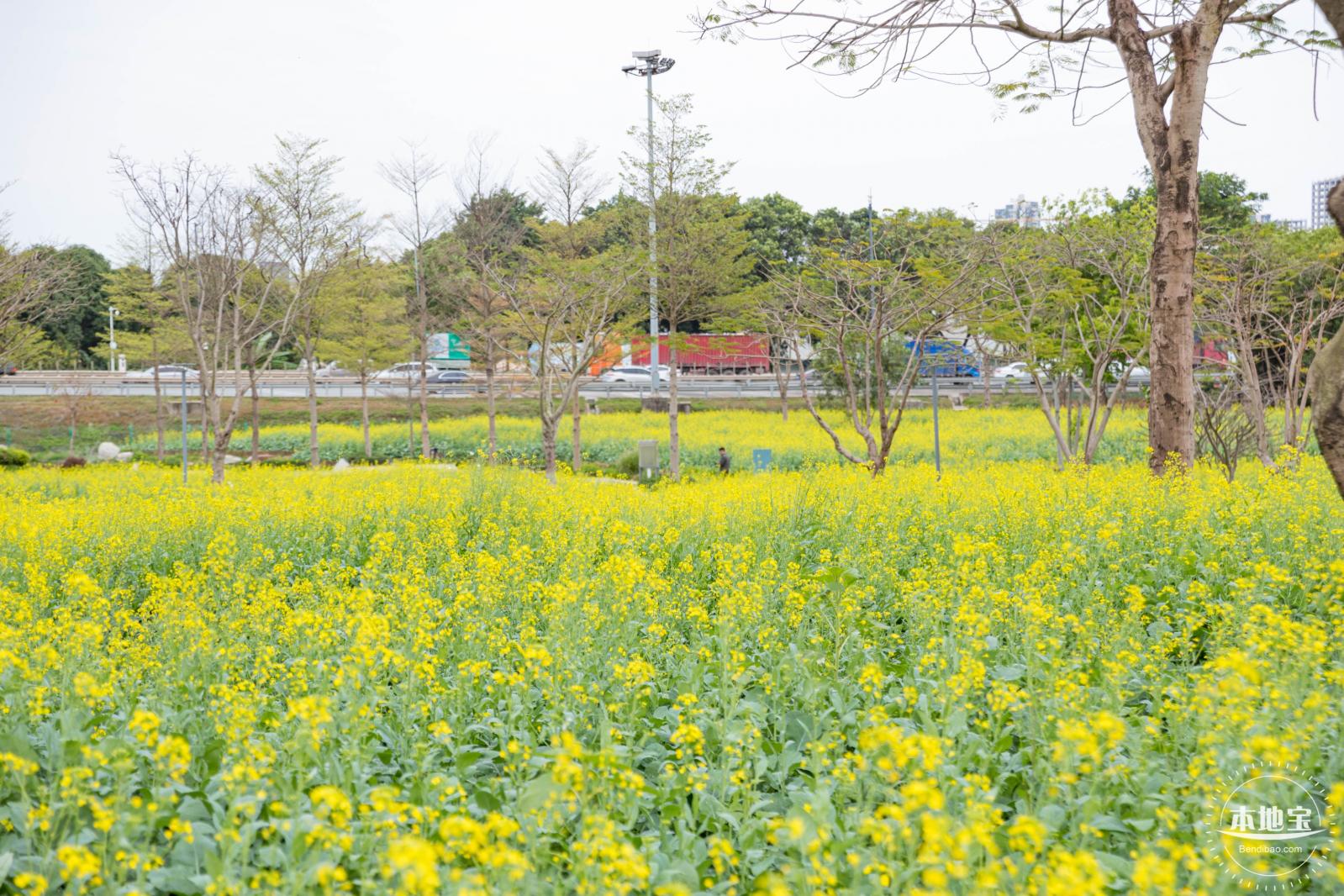 楼村湿地公园油菜花
