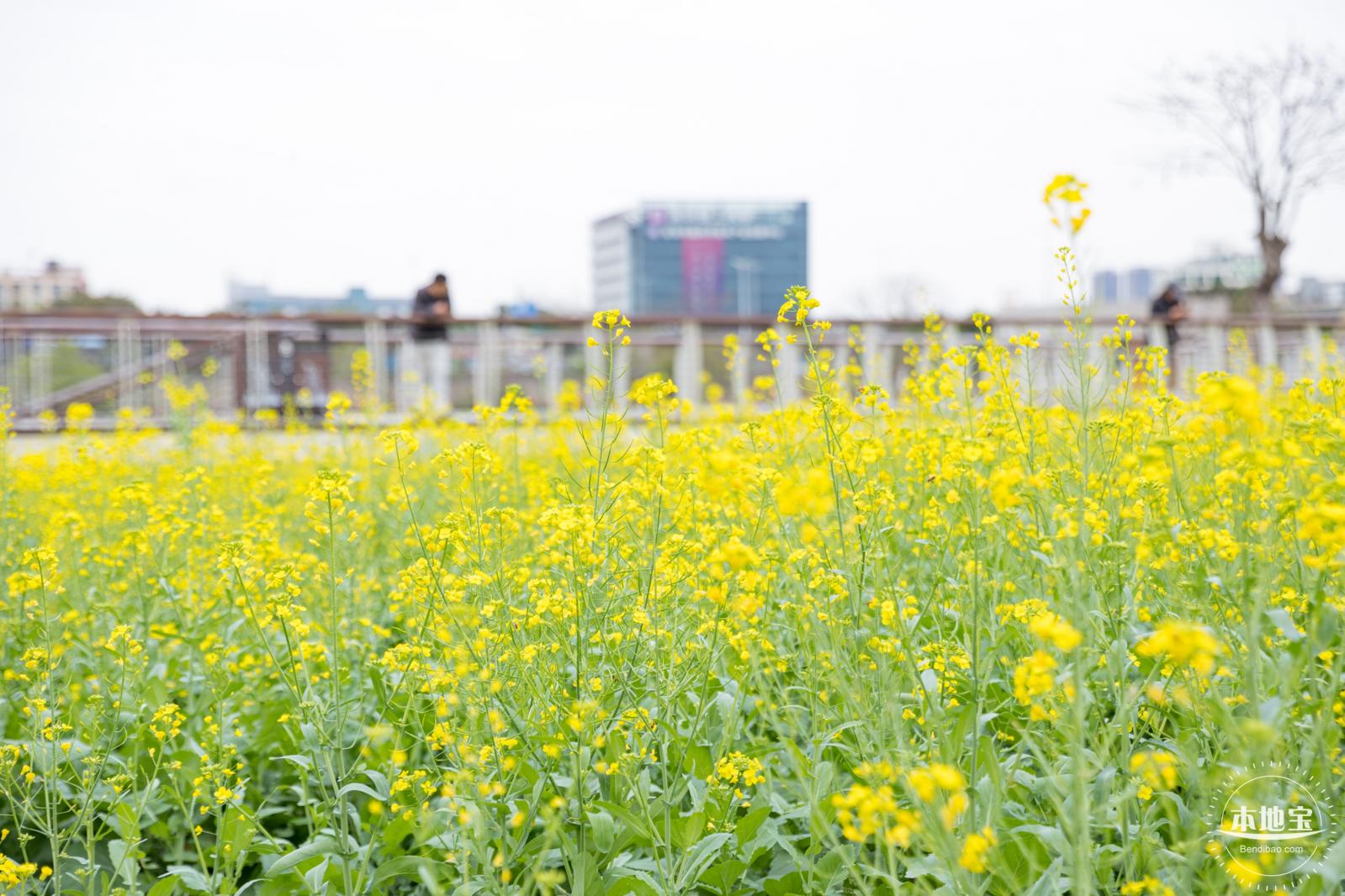 楼村湿地公园油菜花