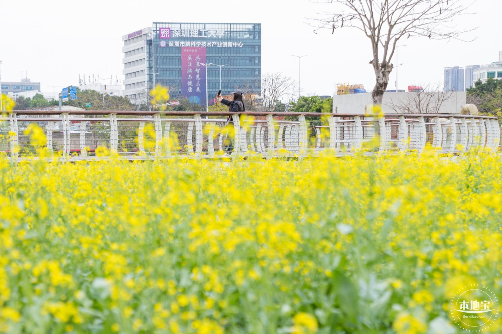 楼村湿地公园油菜花