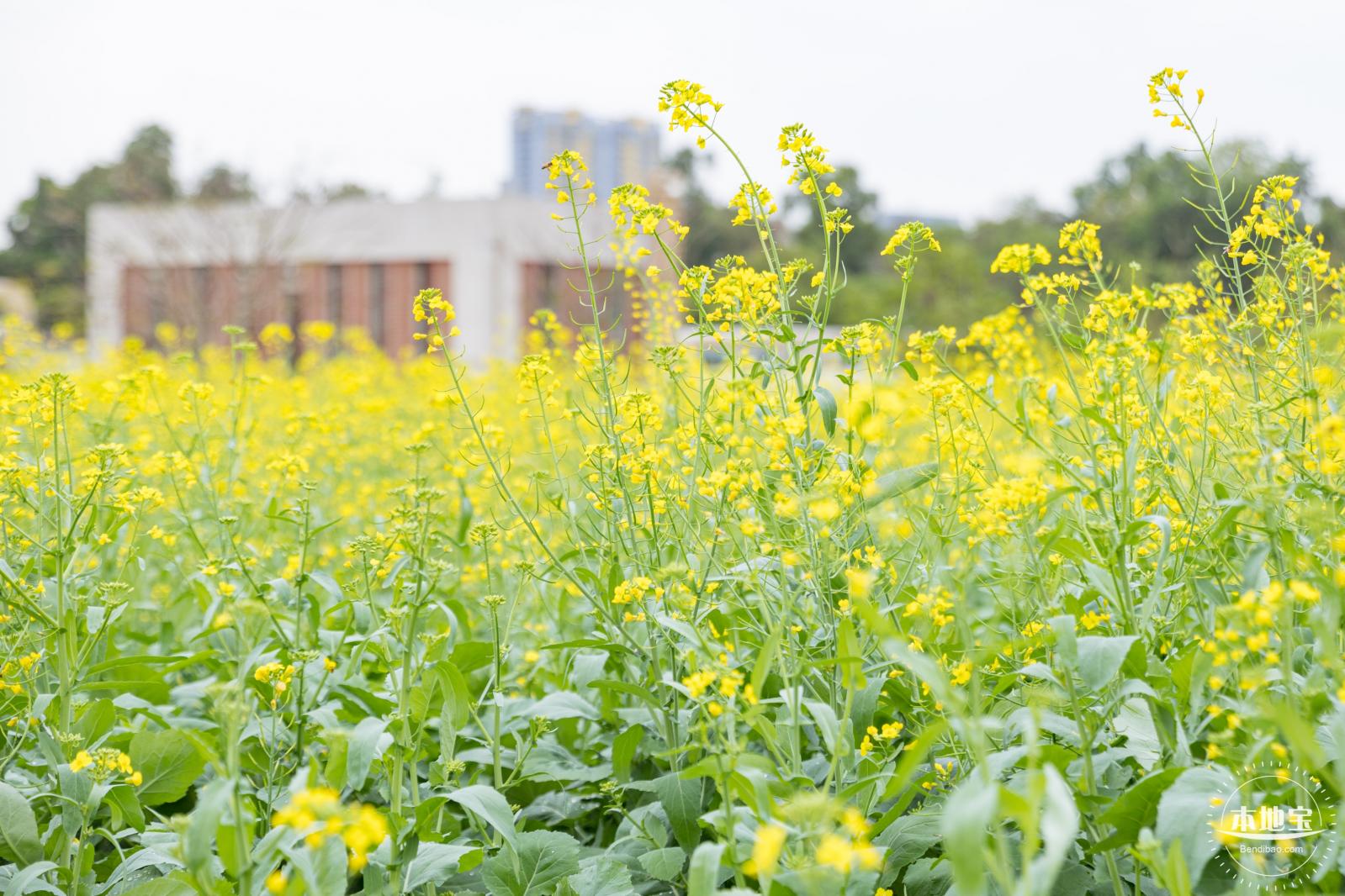 楼村湿地公园油菜花
