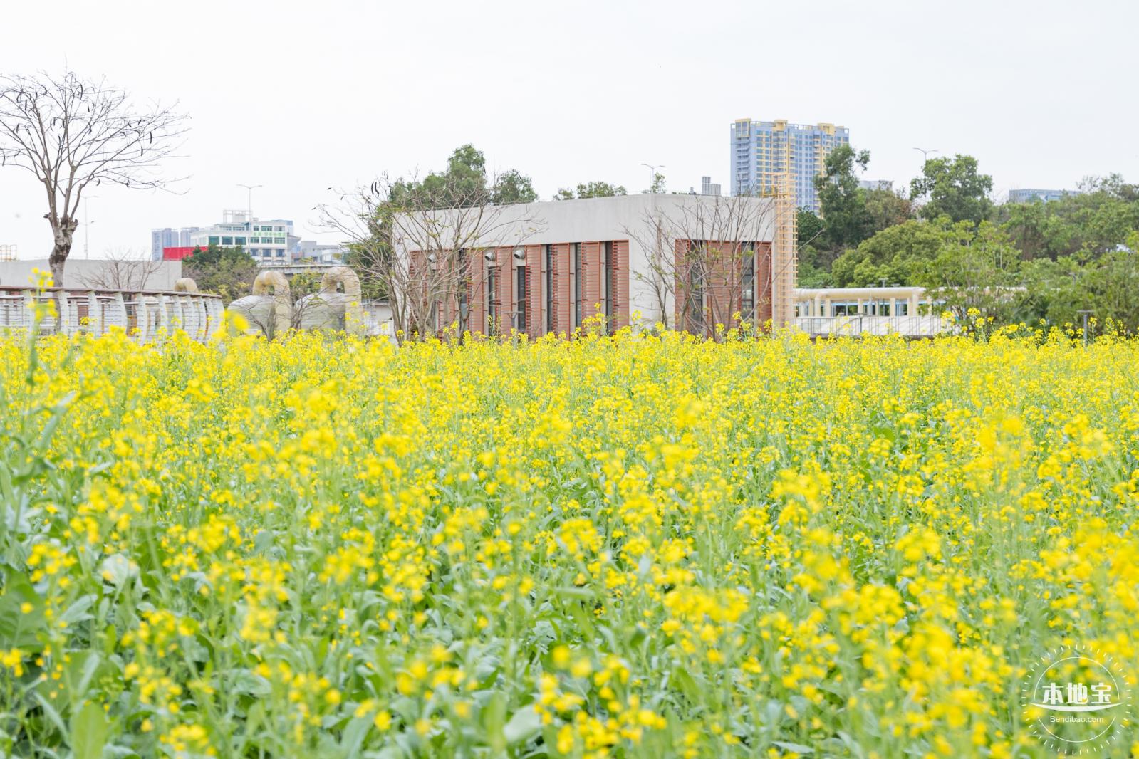 楼村湿地公园油菜花