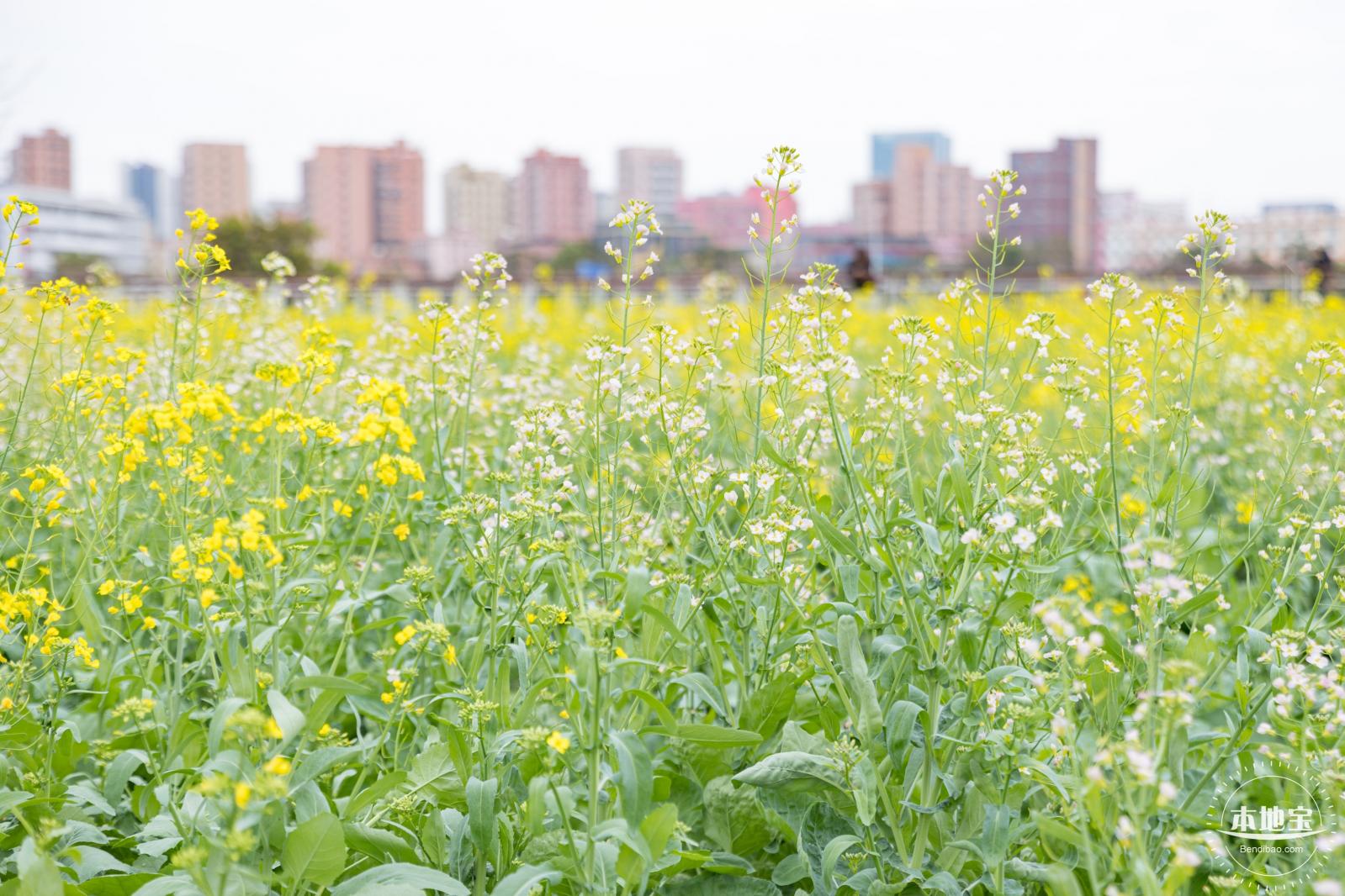 楼村湿地公园油菜花