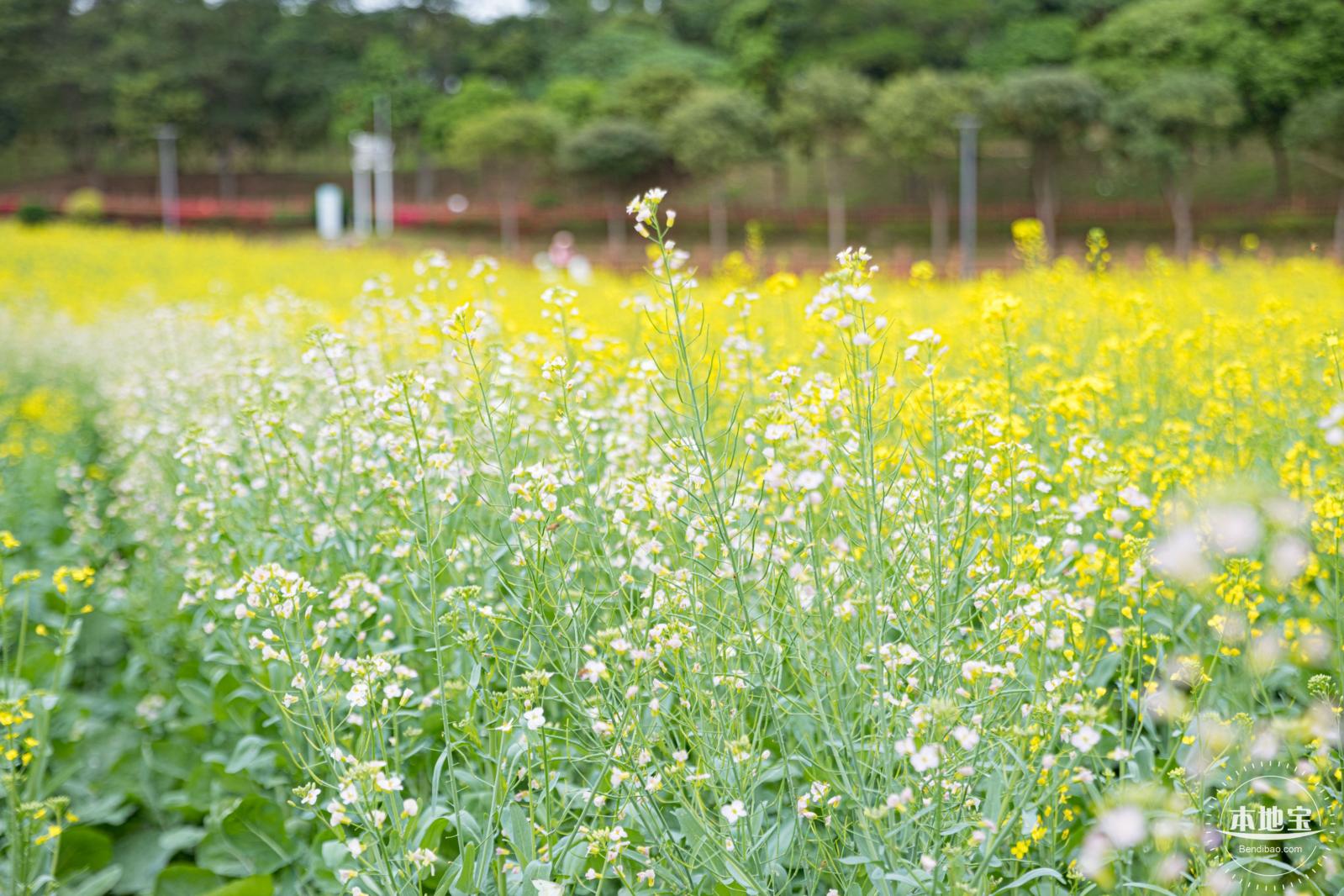 楼村湿地公园油菜花
