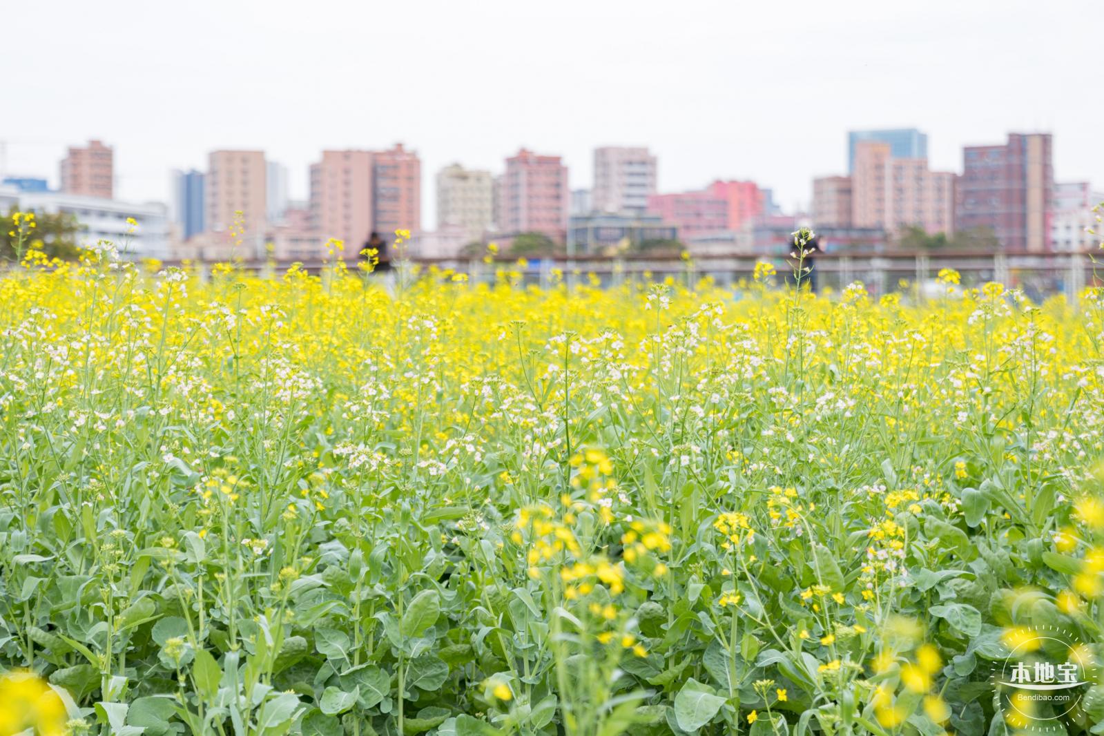 楼村湿地公园油菜花