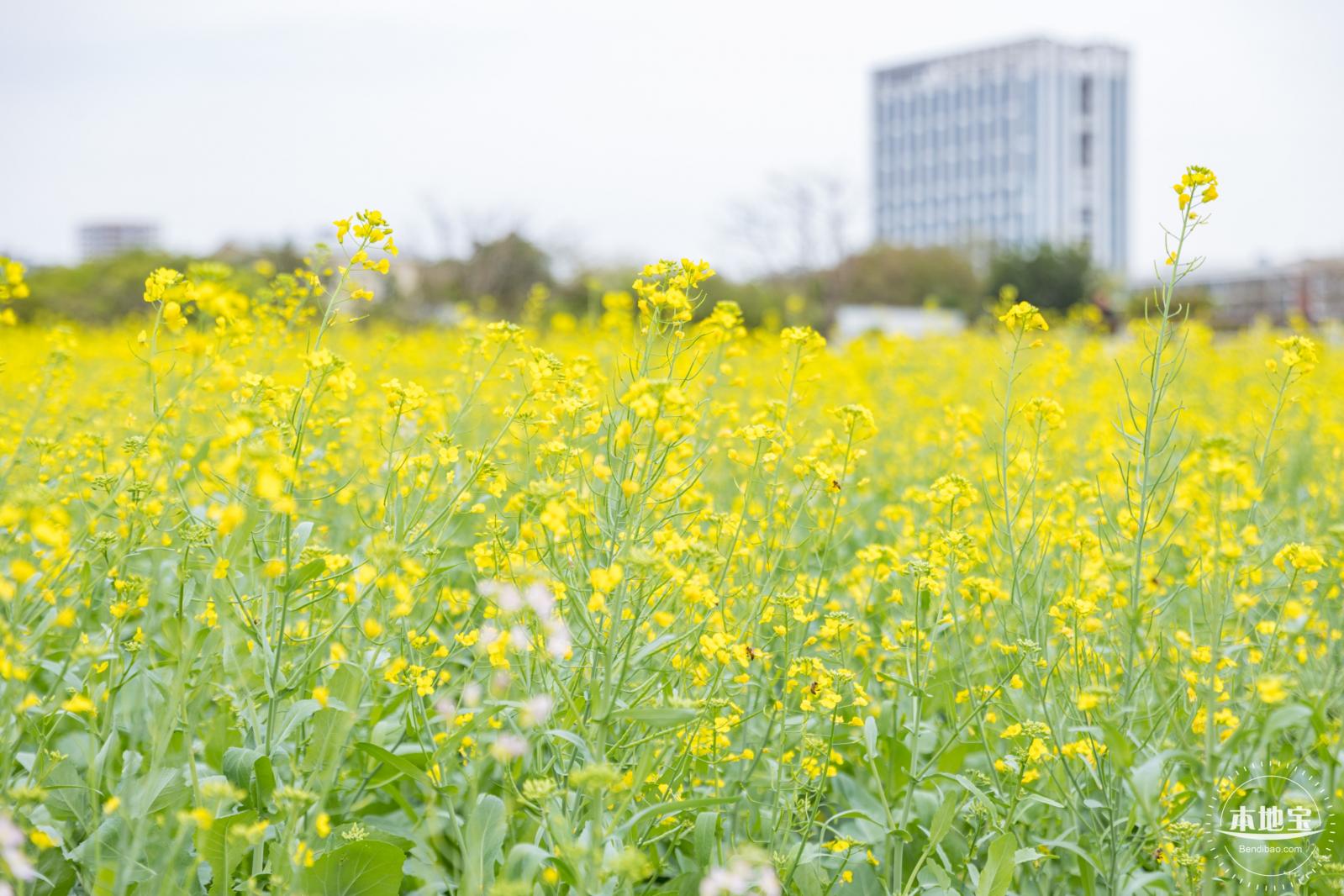 楼村湿地公园油菜花