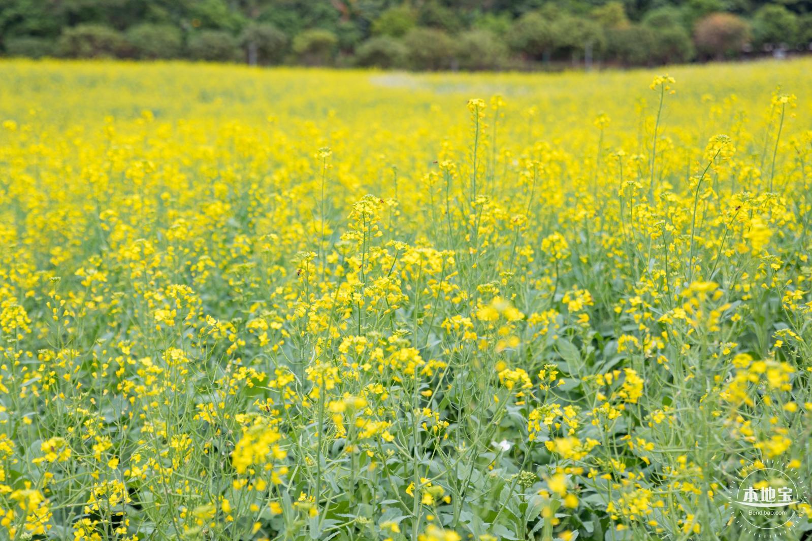 楼村湿地公园油菜花