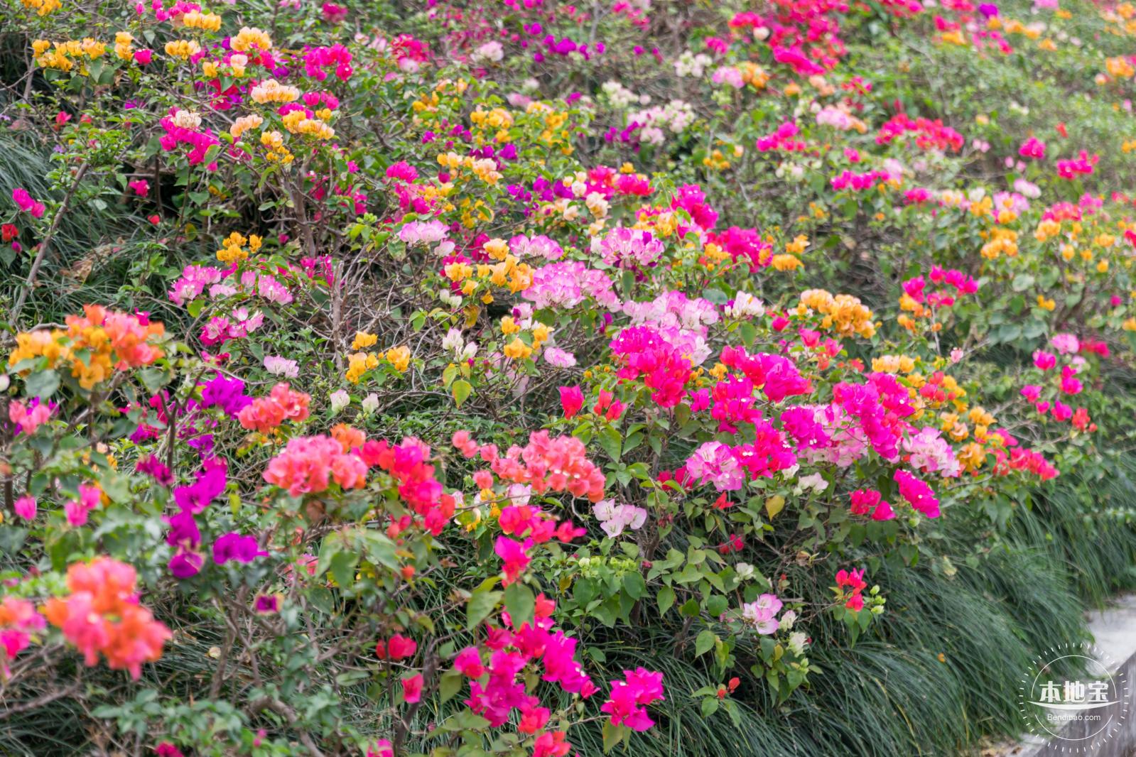 玉龙公园花海