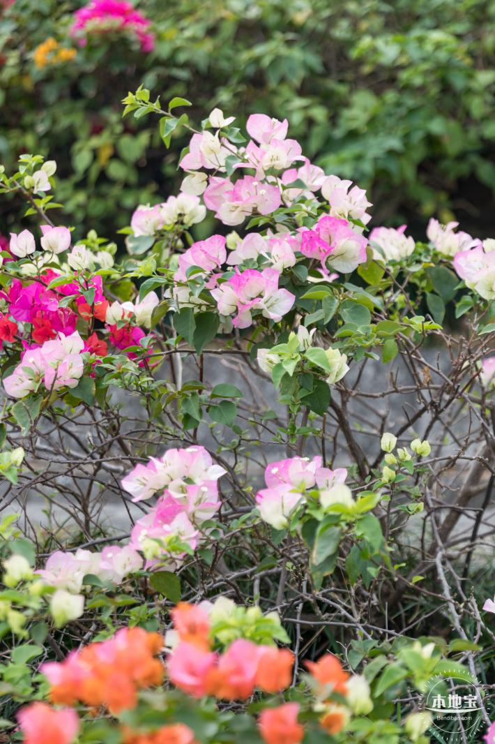 玉龙公园花海