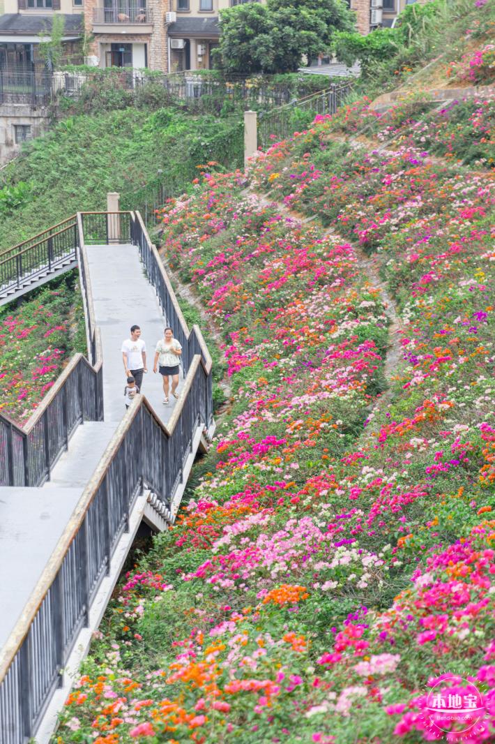 玉龙公园花海