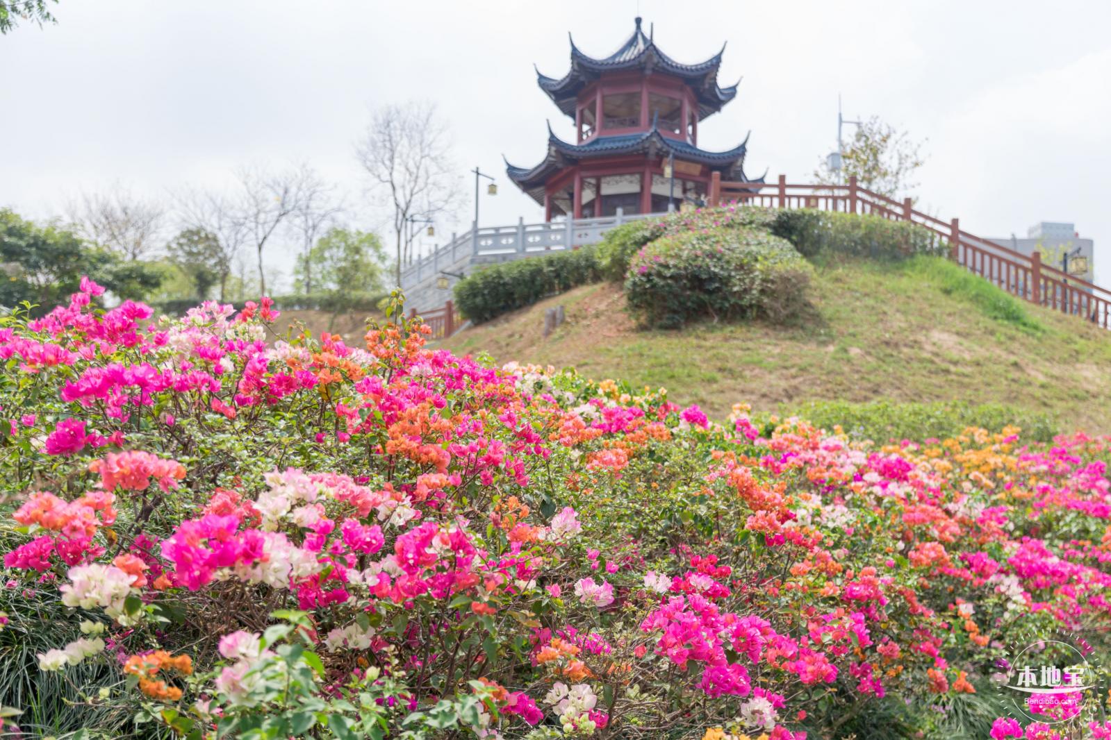 玉龙公园花海