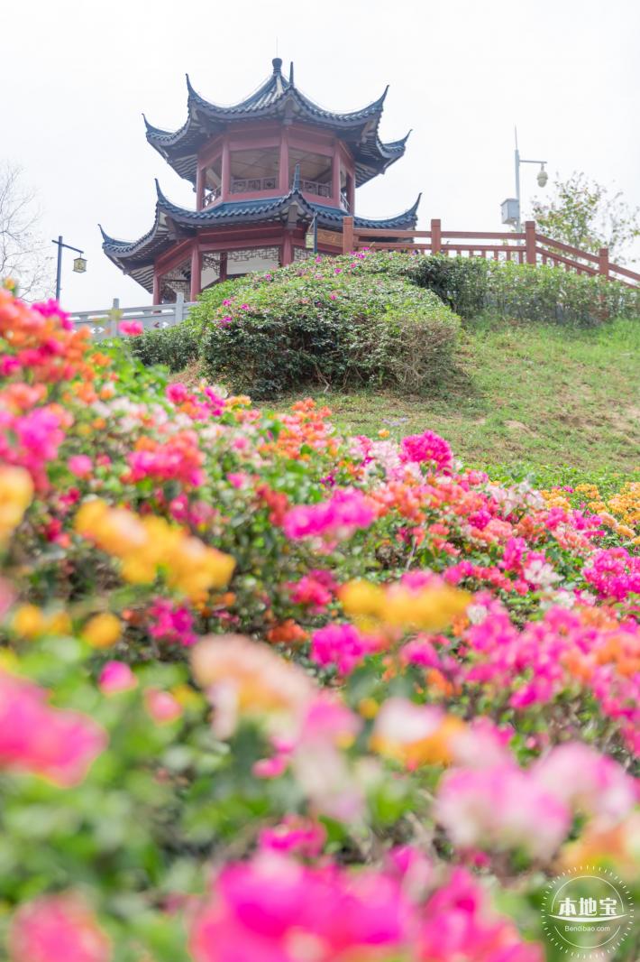 玉龙公园花海