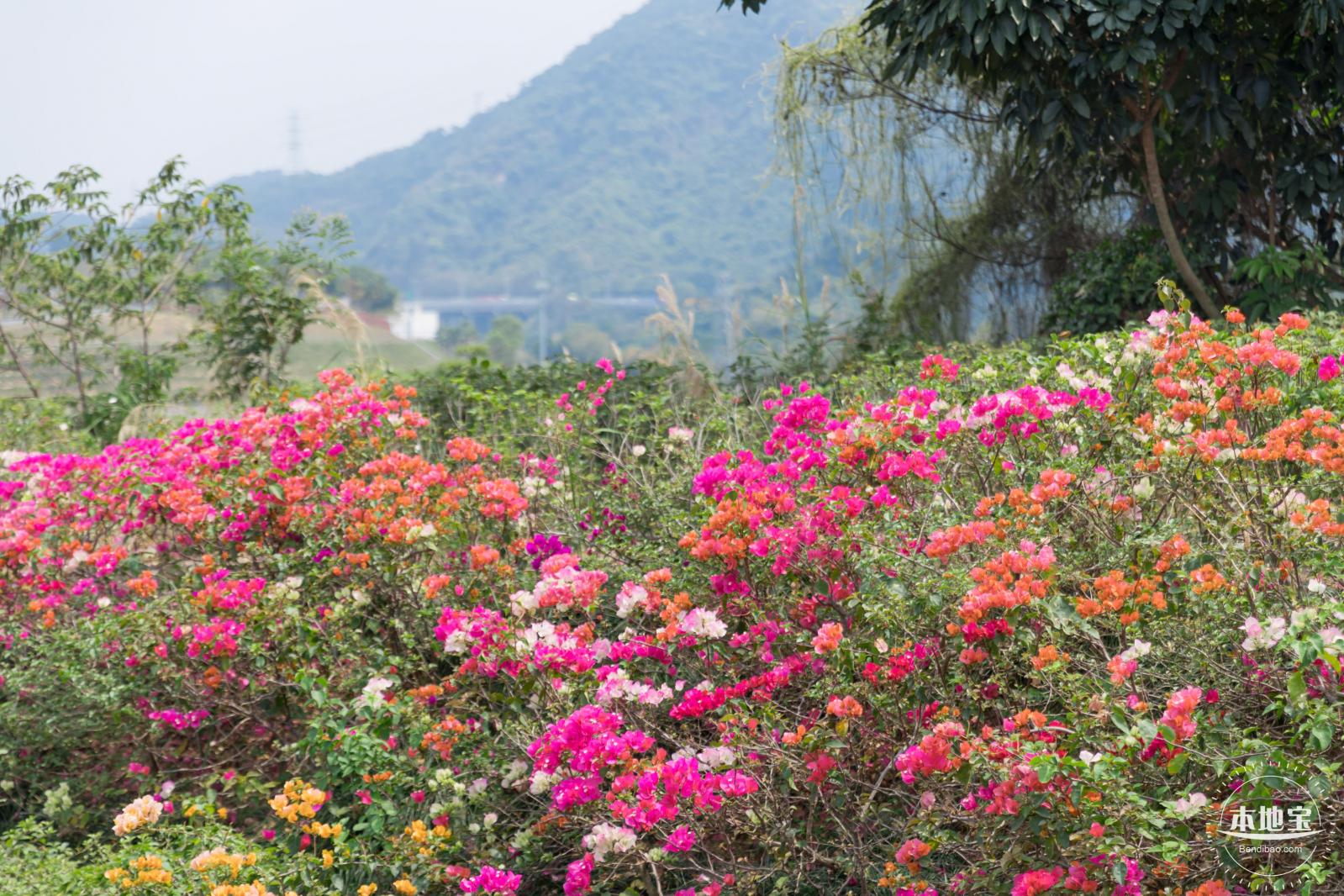 玉龙公园花海