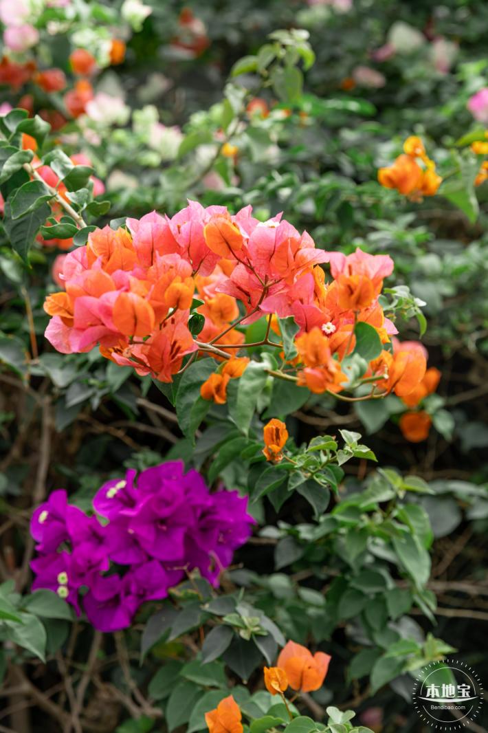 玉龙公园花海