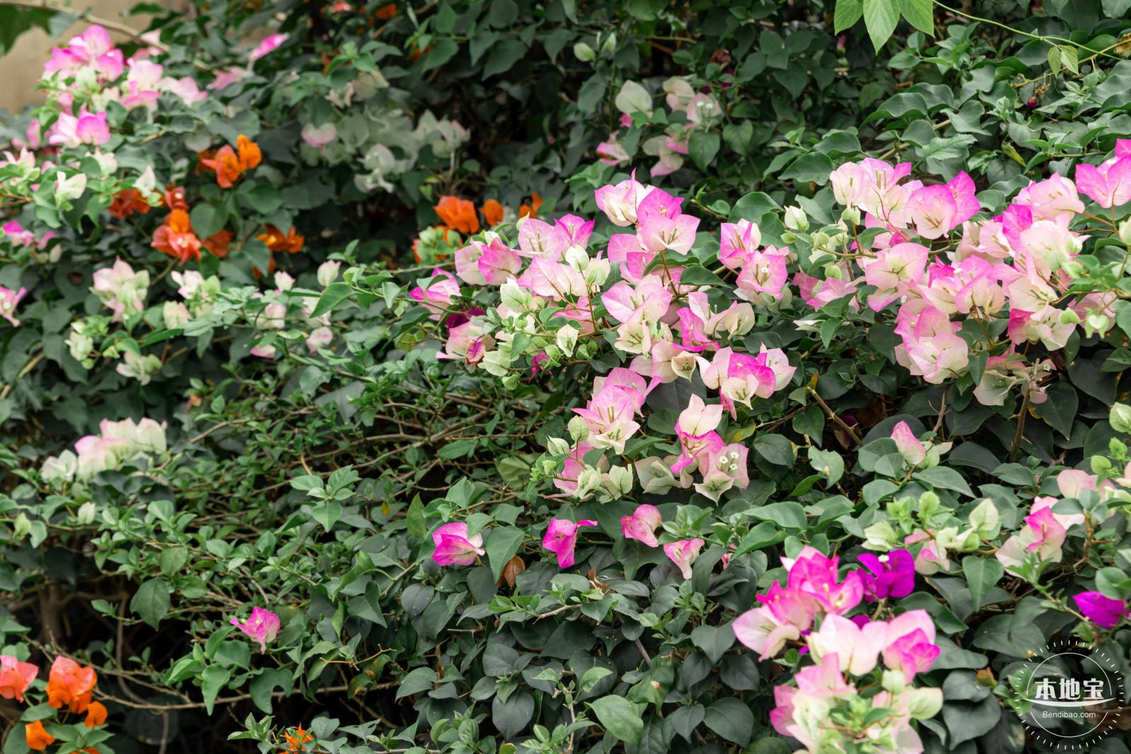 玉龙公园花海