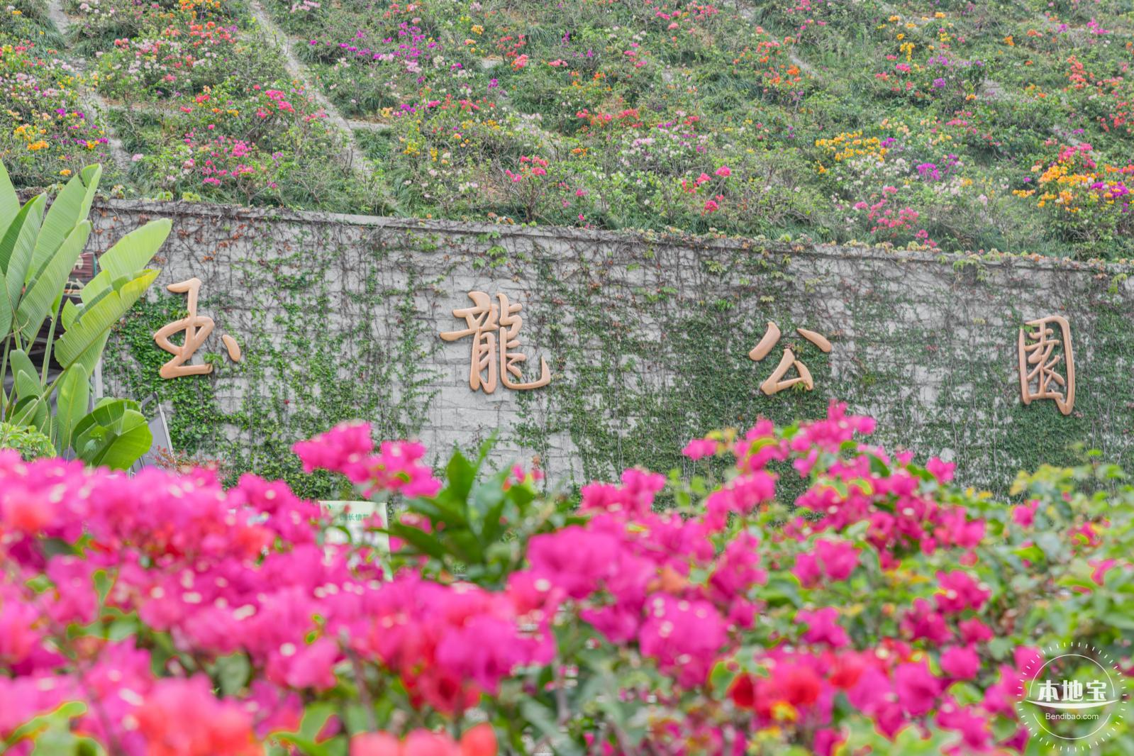 玉龙公园花海