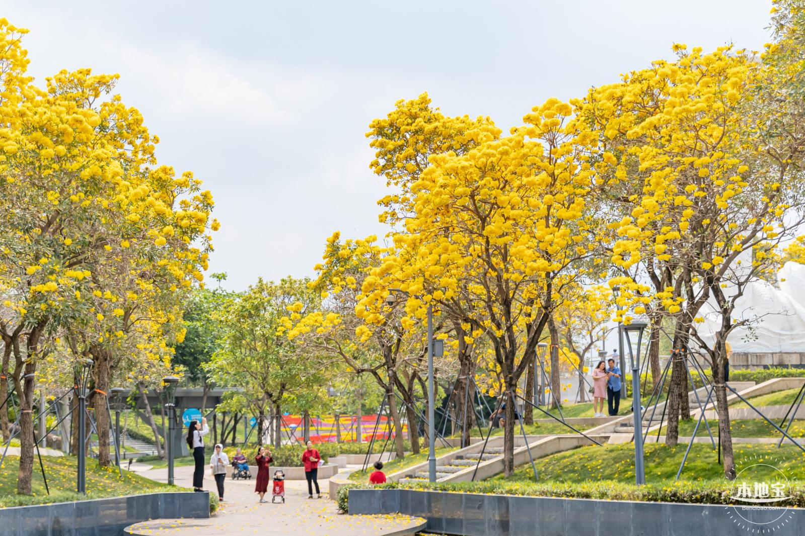 女蜗滨海公园花海