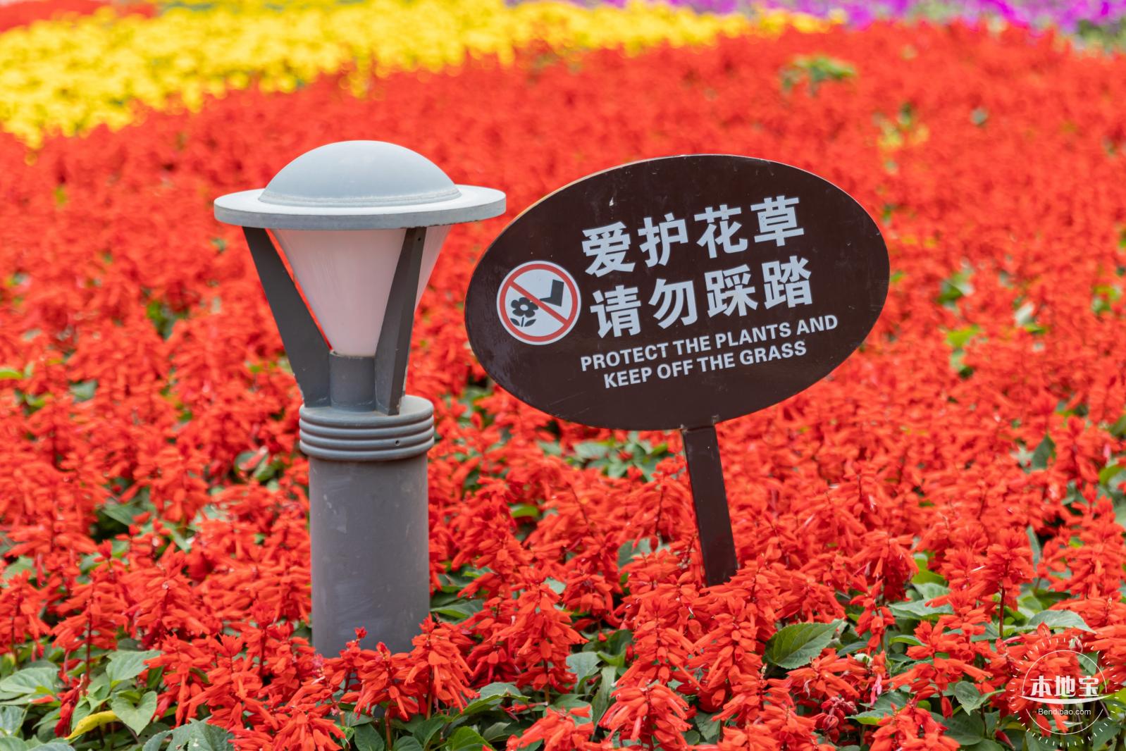 女蜗滨海公园花海