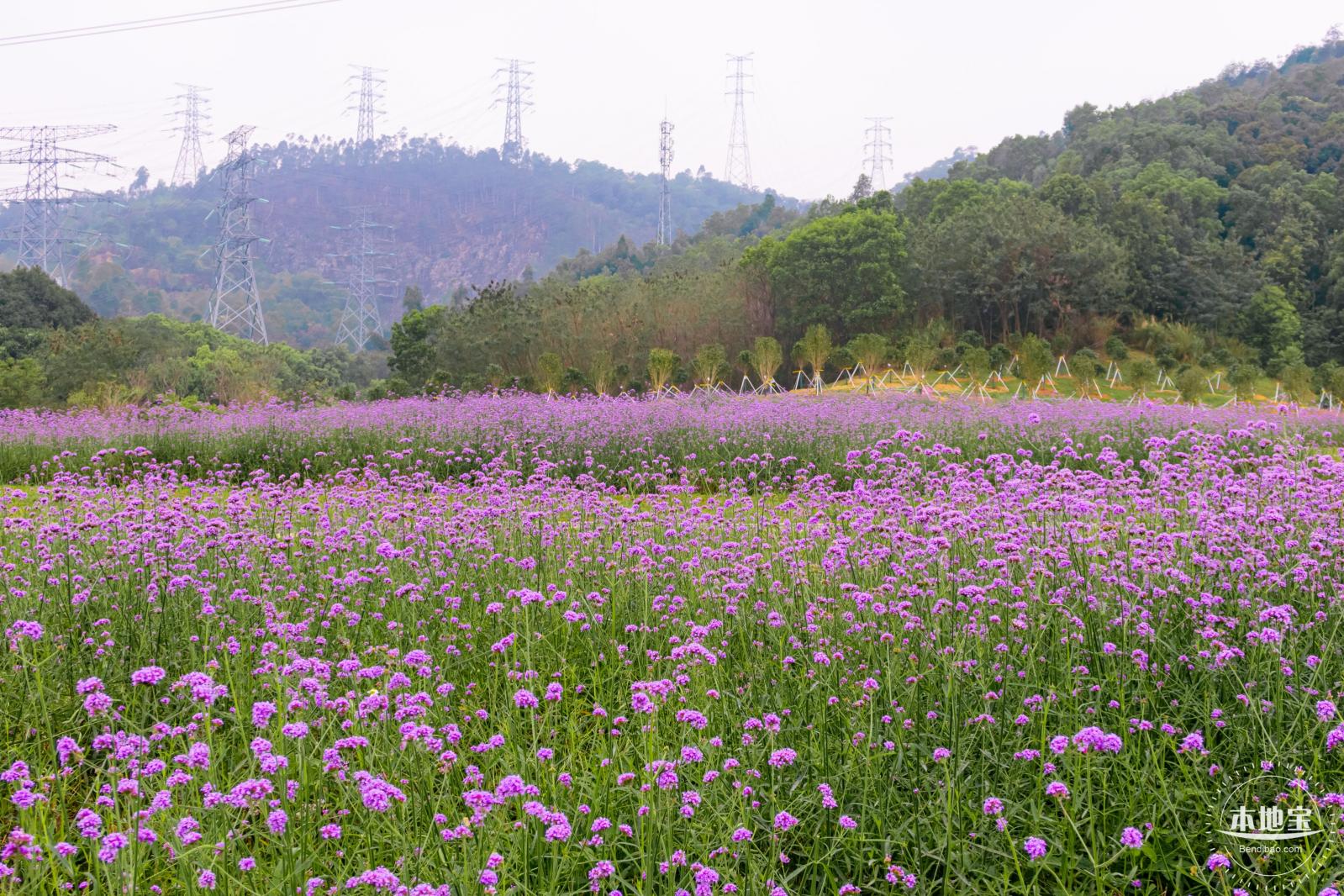 五指耙马鞭草花海