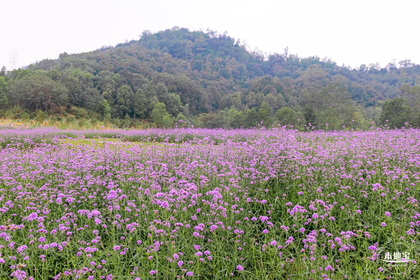 五指耙马鞭草花海