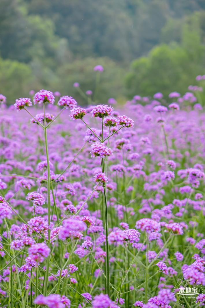 五指耙马鞭草花海