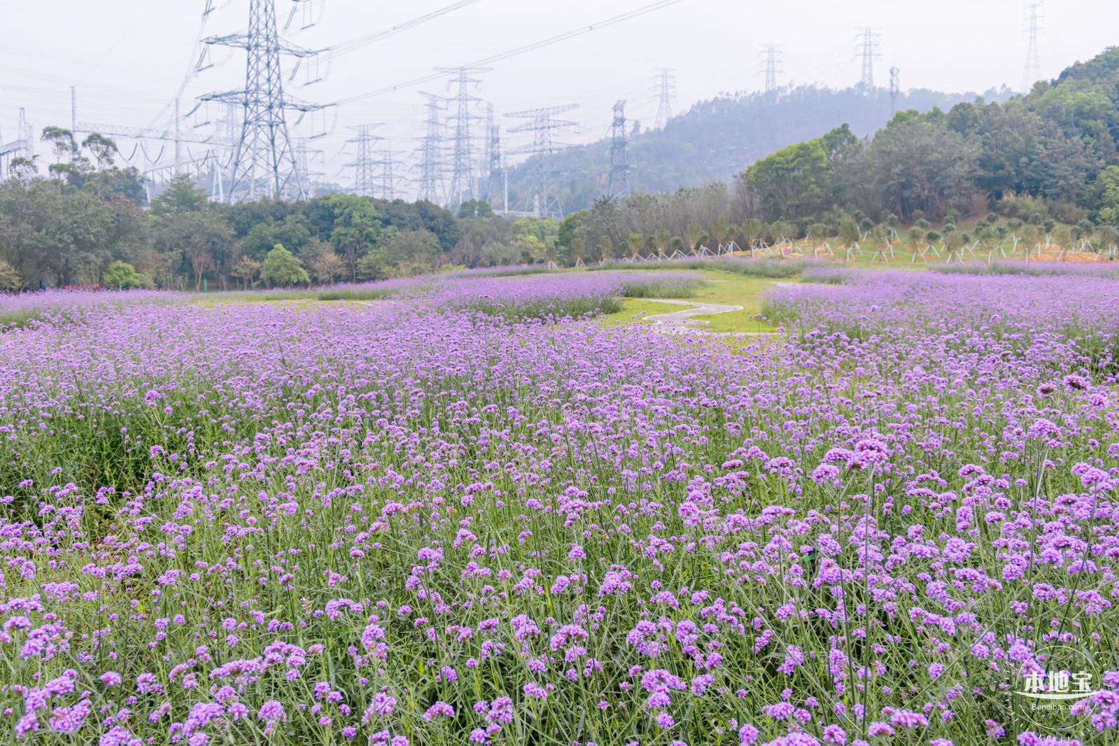 五指耙马鞭草花海