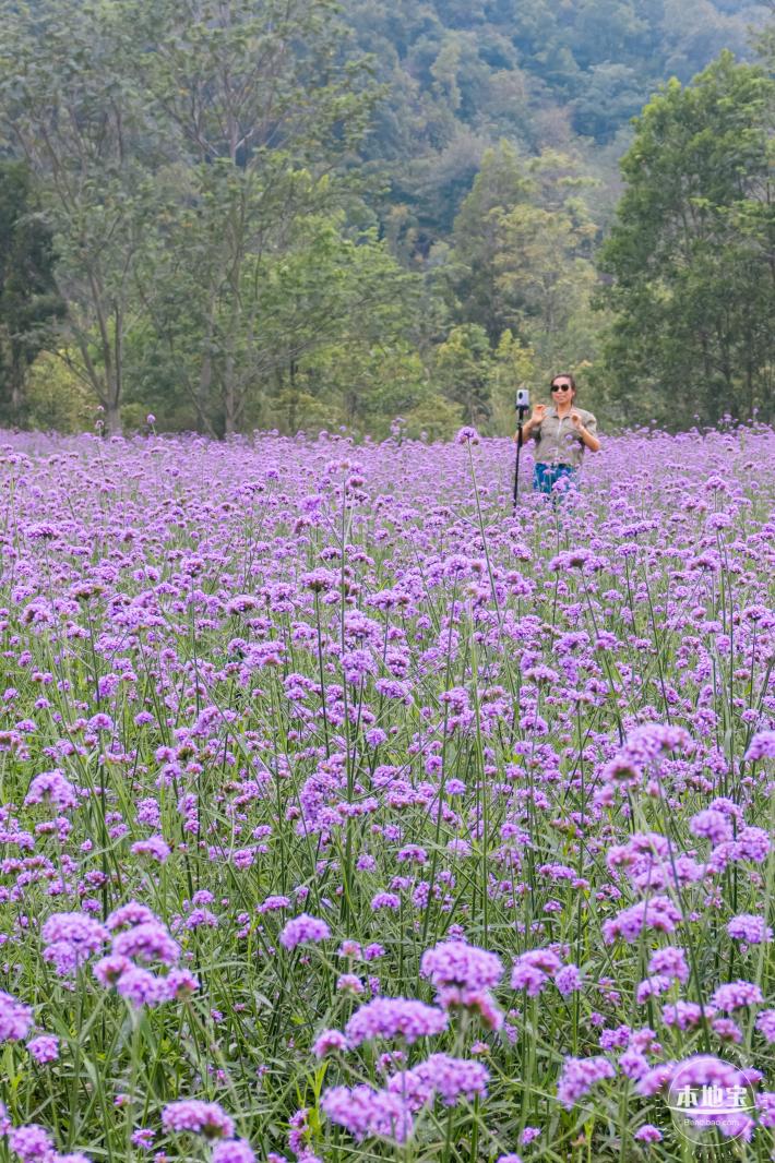 五指耙马鞭草花海