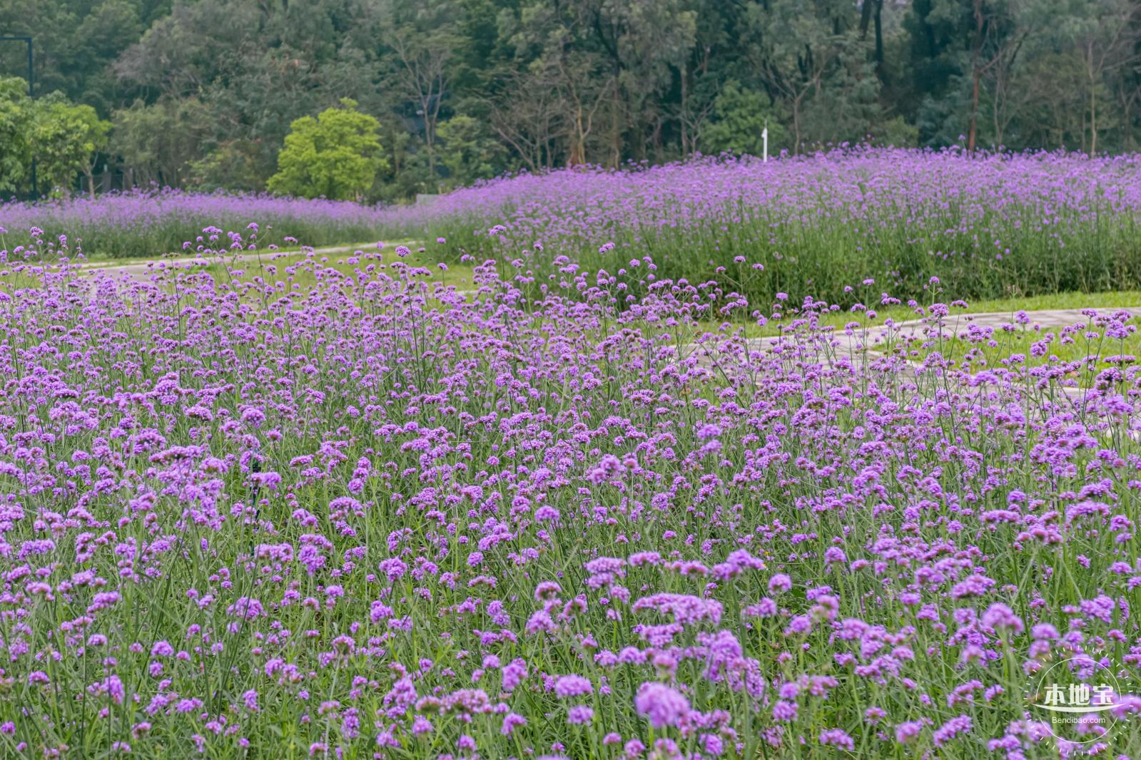 五指耙马鞭草花海