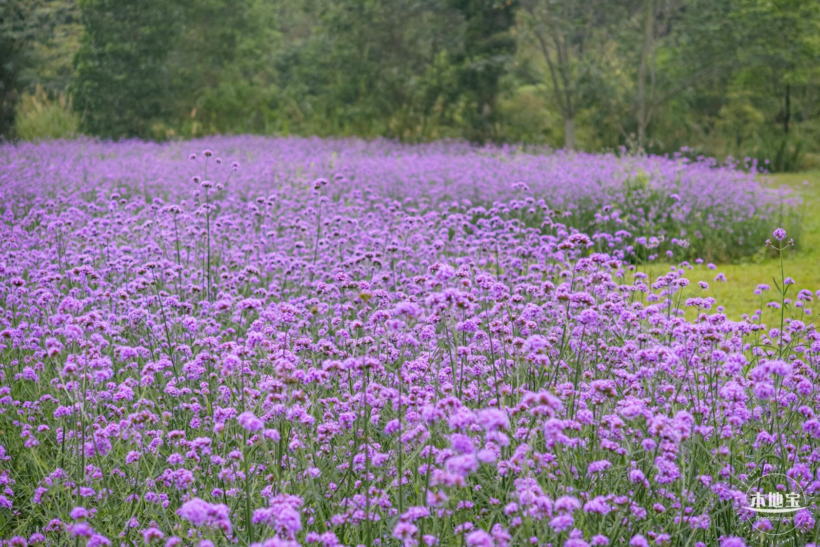 五指耙马鞭草花海