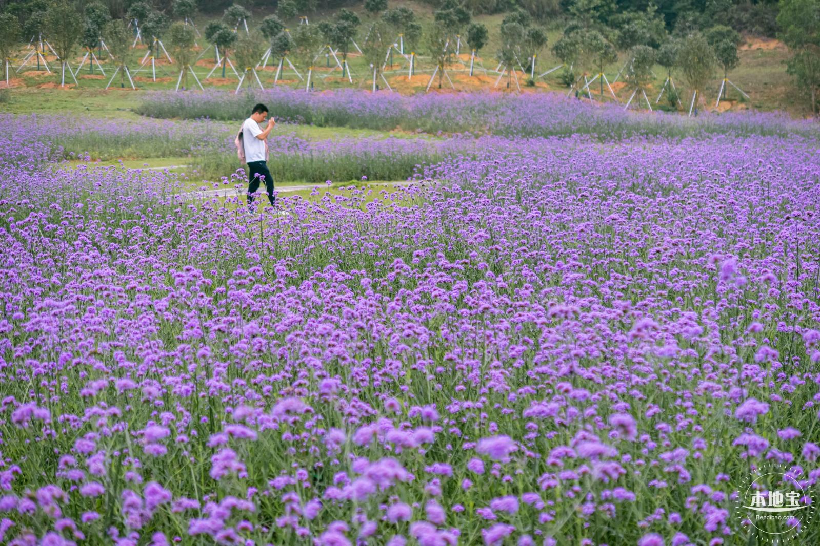 五指耙马鞭草花海