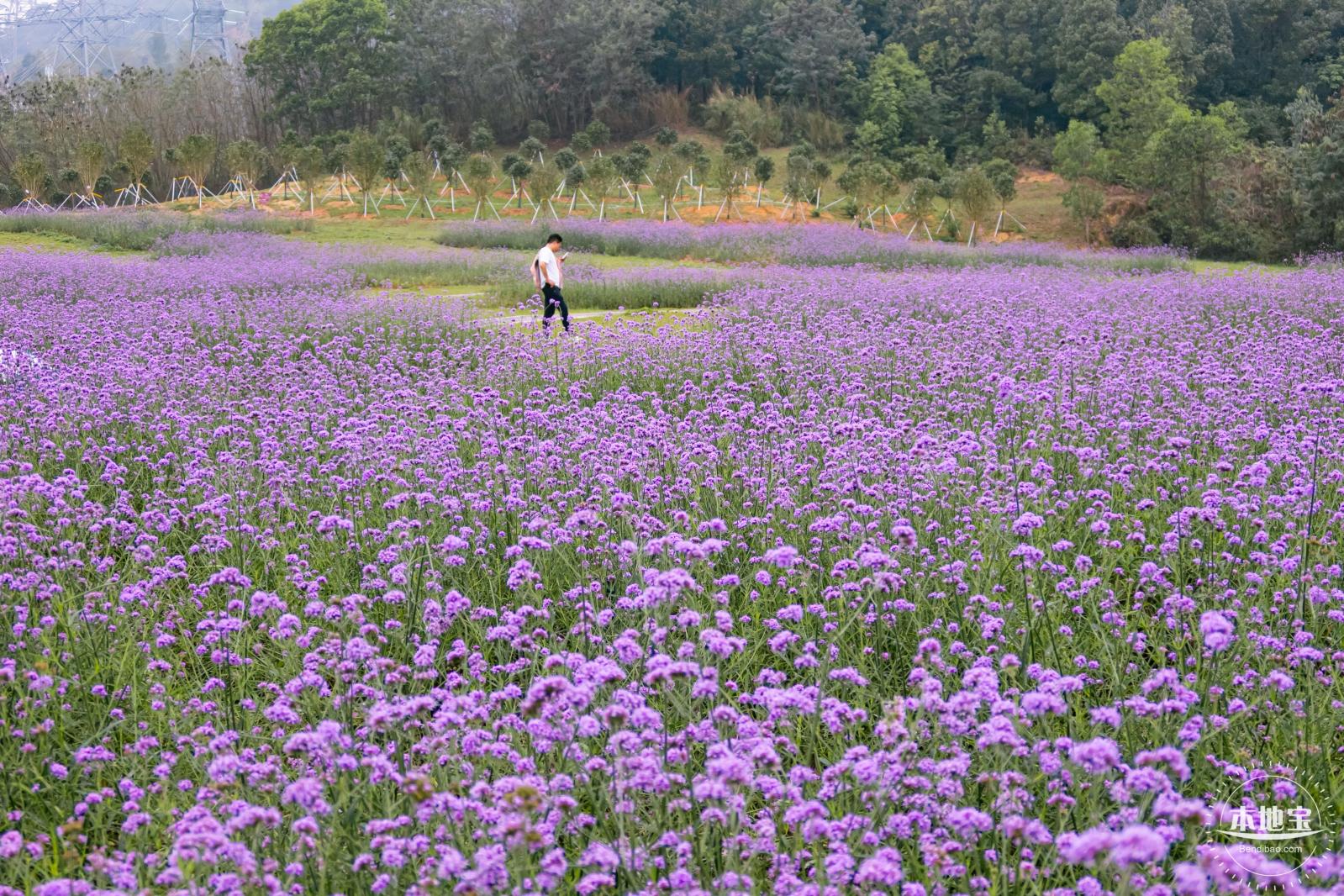 五指耙马鞭草花海