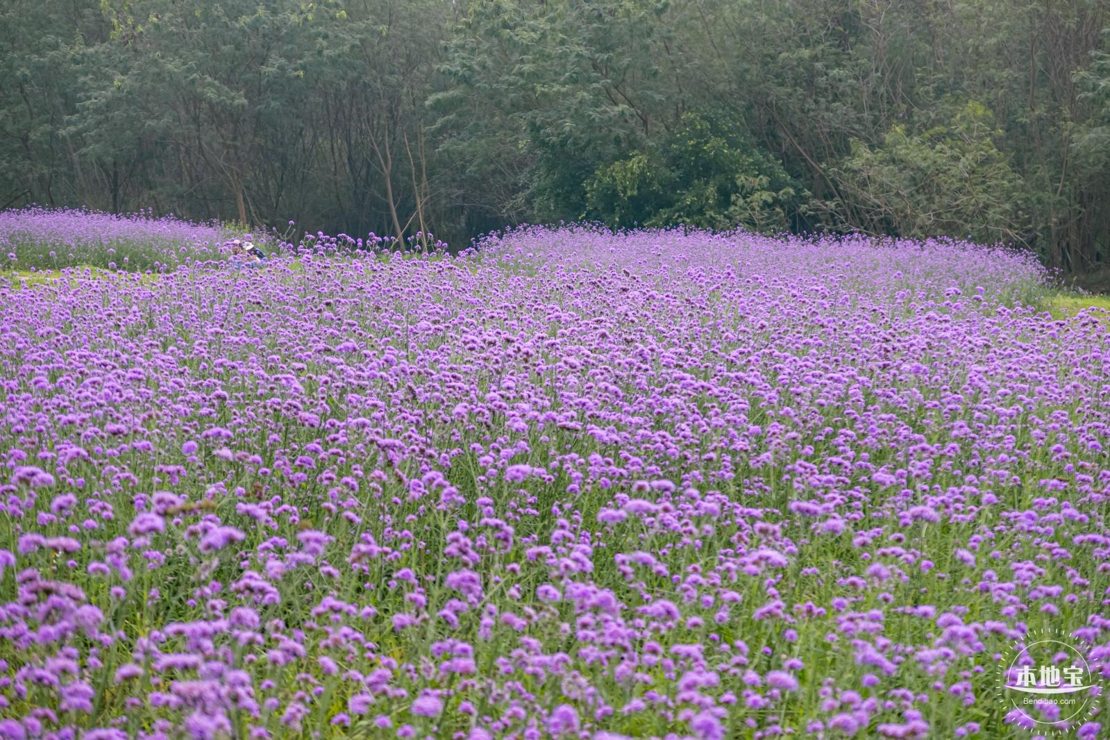 五指耙马鞭草花海