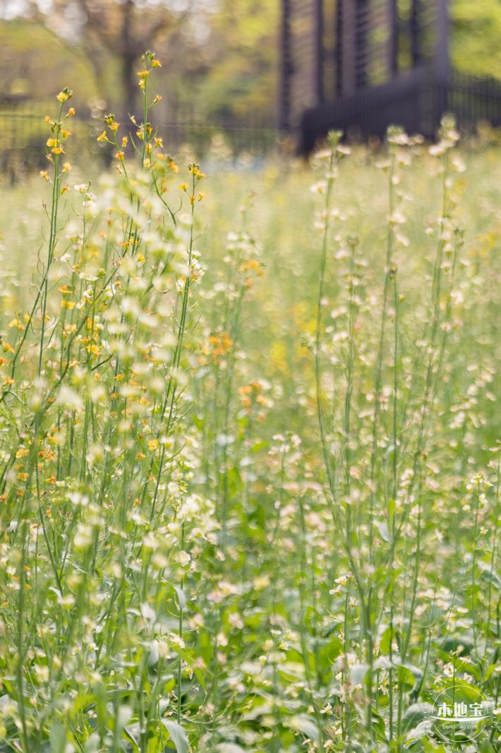 西丽生态公园油菜花