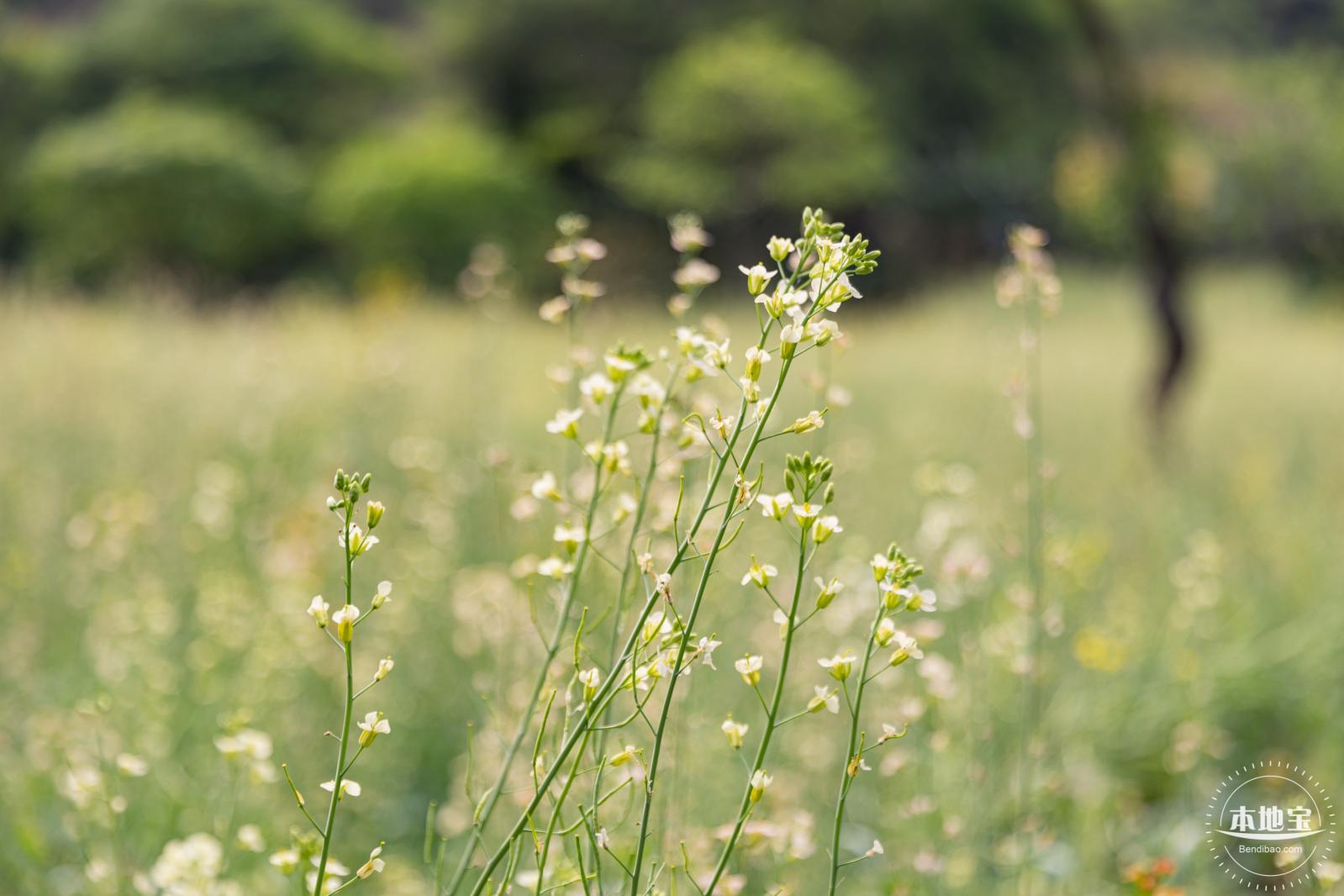 西丽生态公园油菜花