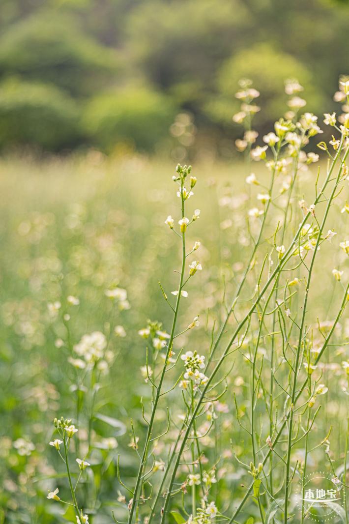 西丽生态公园油菜花